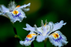 ツインズ、美人姉妹