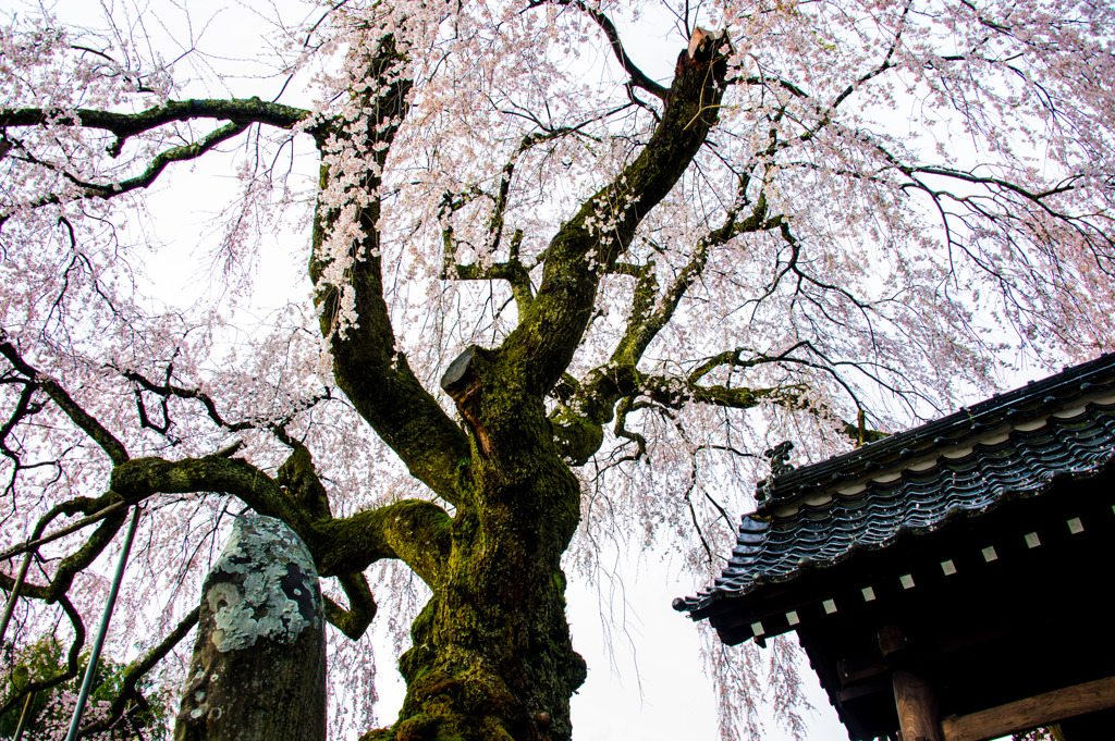 古木の枝垂れ桜