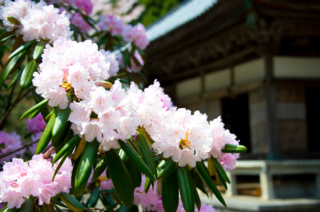 花寺