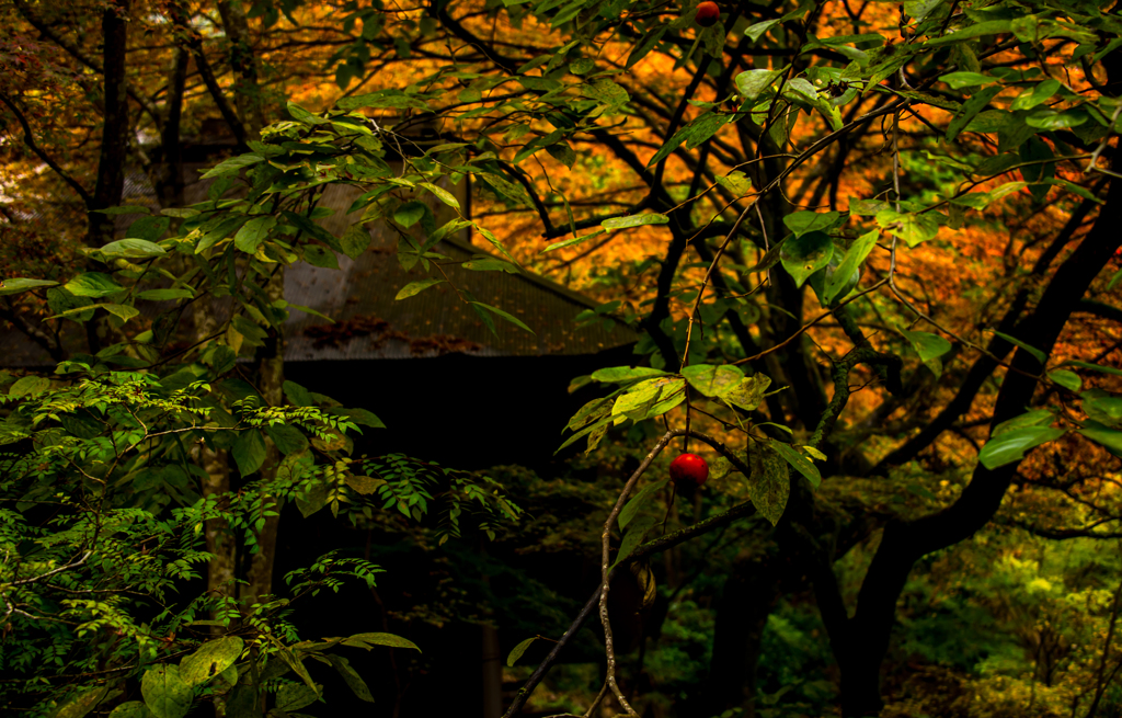 古民家と柿の実