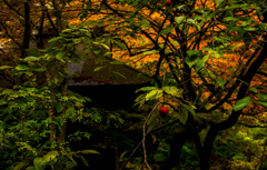 古民家と柿の実