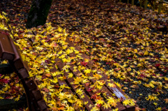 モミジの特等席