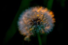 夕日に染まる　タンポポ