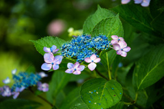 植物園の、梅雨間の一瞬の陽射し