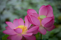 もう少し　そっちに　ヨッテヨ