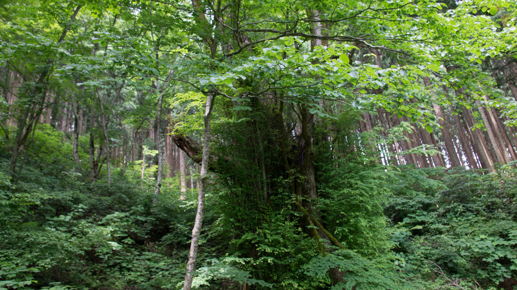 兎和野大カツラ