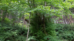 兎和野大カツラ