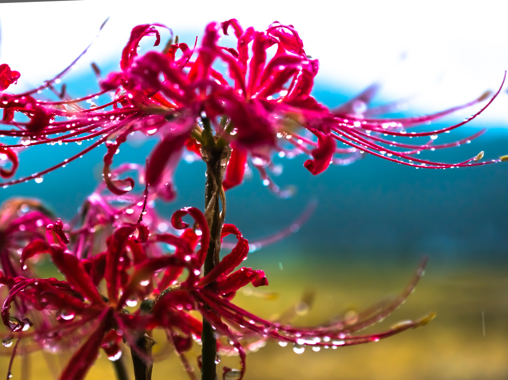 水の滴る　華