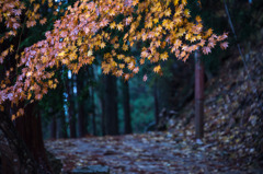 名草に、誘われ