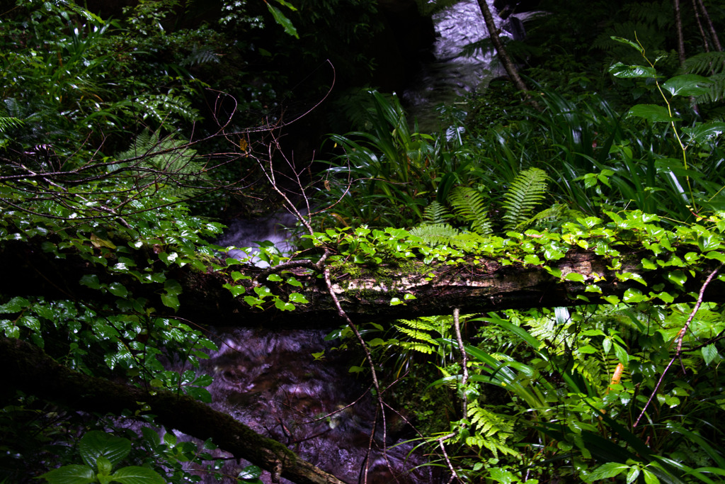 植物園の、梅雨間の一瞬の陽射し