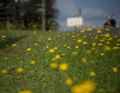 春うららかな日の、...