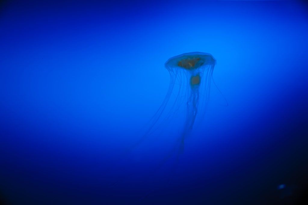 浮遊するエイリアン？