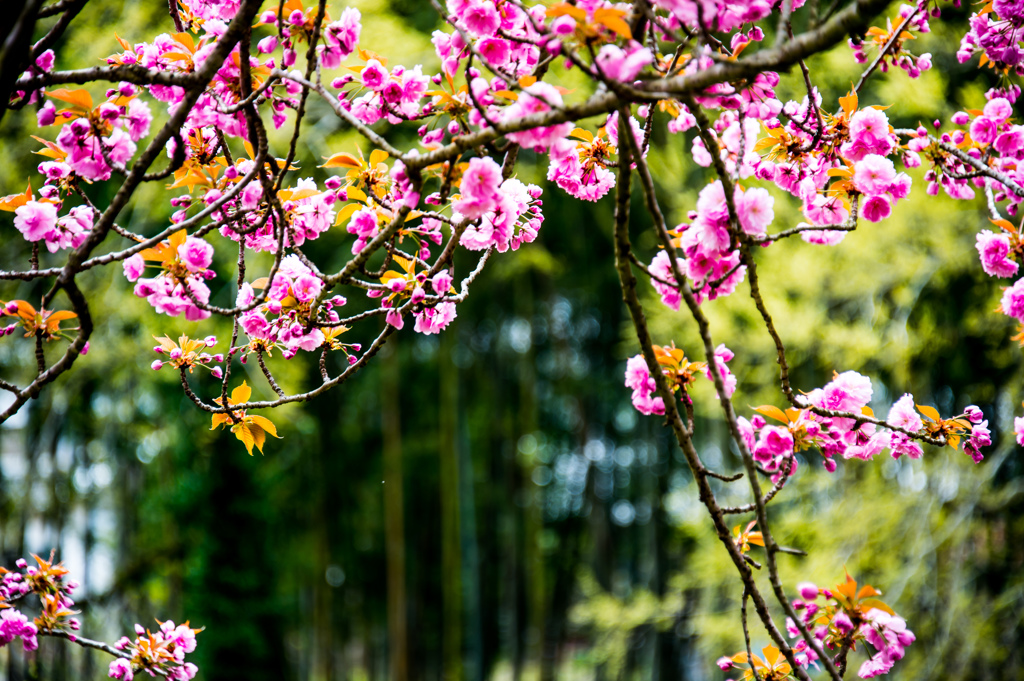 八重桜と竹林
