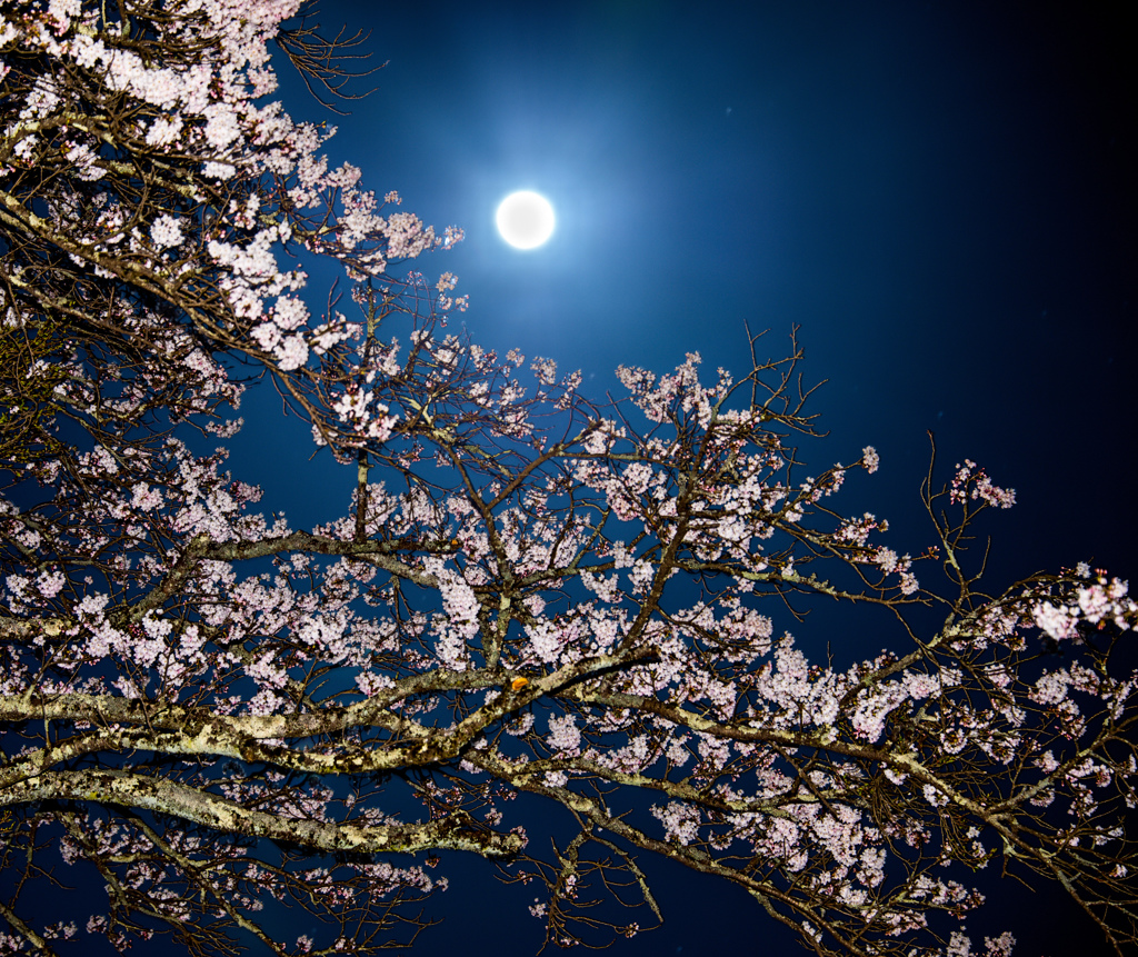 月見　桜