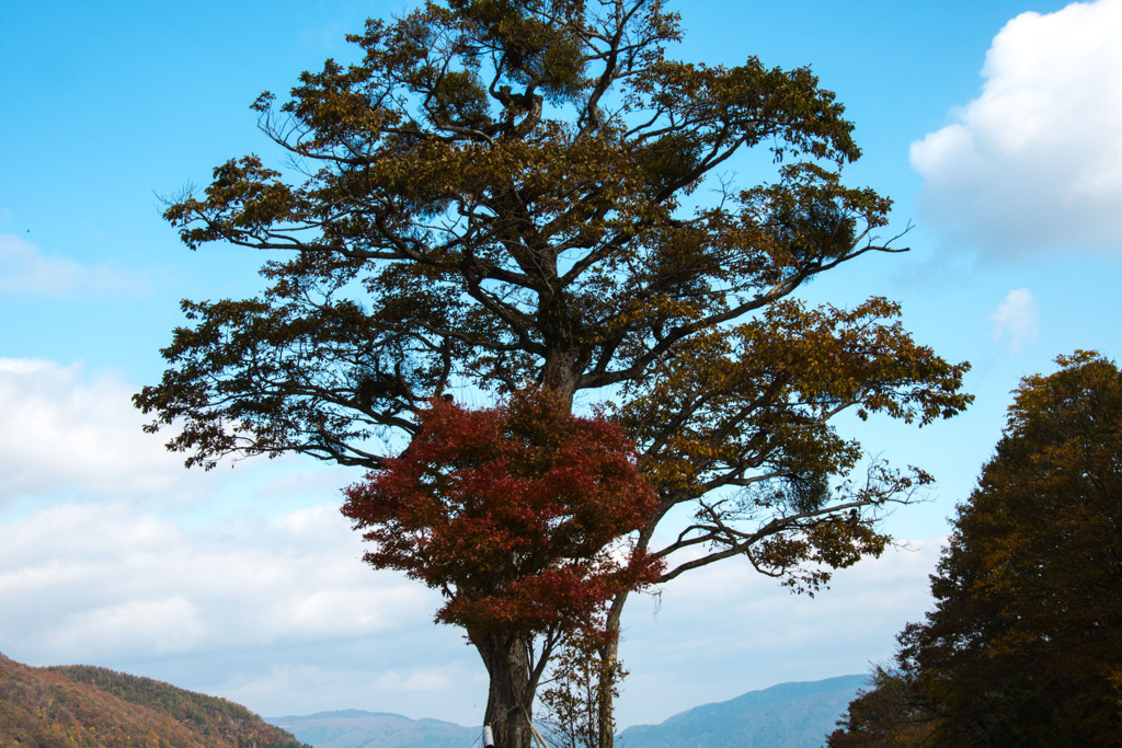 大幹線林道　４