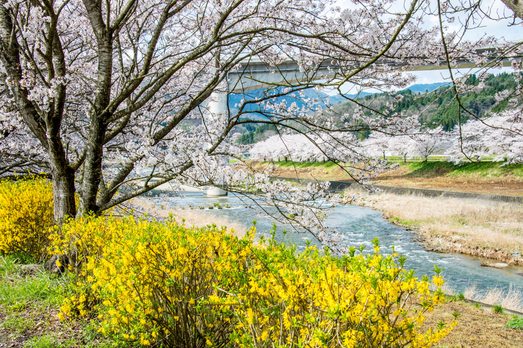 は～るの～うら～ら～の、、、、♫　♪