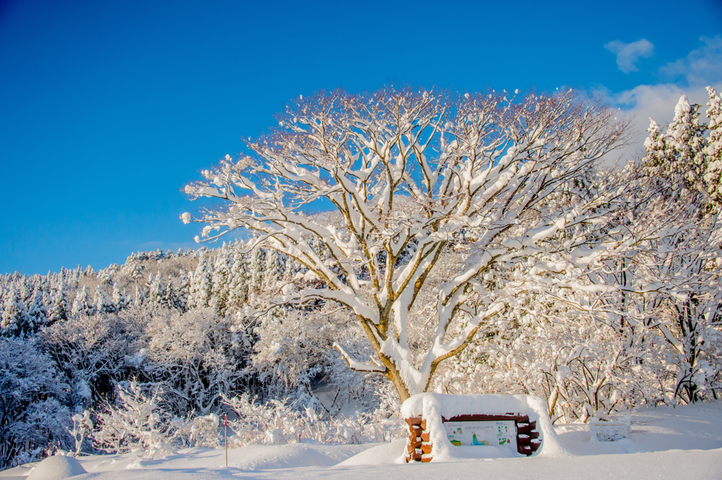 白い恋人シリーズ