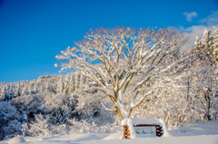 白い恋人シリーズ