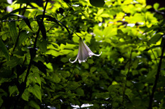 植物園の、梅雨間の一瞬の陽射し
