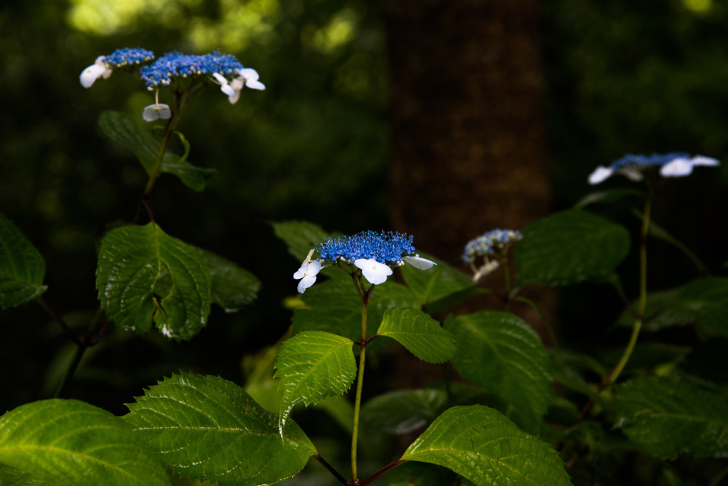 植物園の、梅雨間の一瞬の陽射し