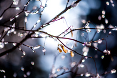 樹木に漂着した氷、生命の息吹