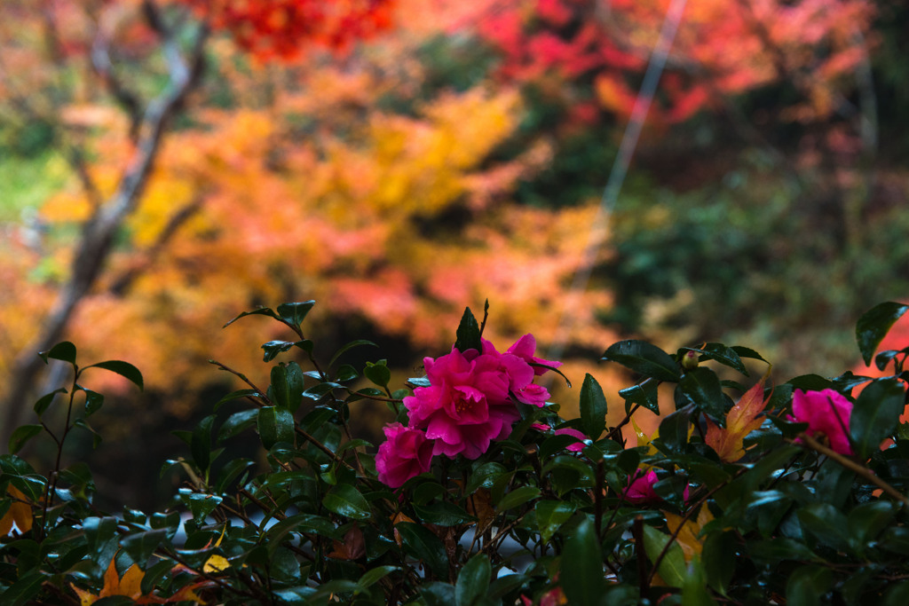 垣根ごしの一枚