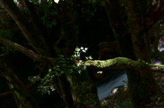 天滝溪谷　天滝