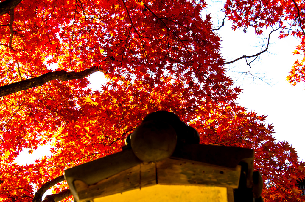 紅と寺