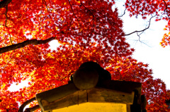 紅と寺