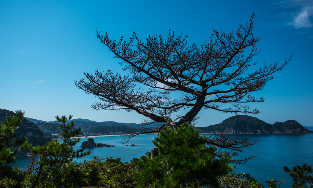 気になる木