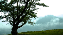 雨に浮かぶ天空の城