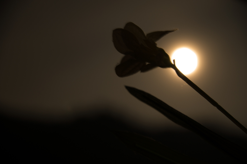 月夜に咲く華一輪