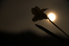 月夜に咲く華一輪