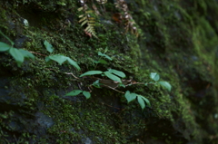 天滝溪谷　天滝
