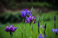 明日は晴れるかな？