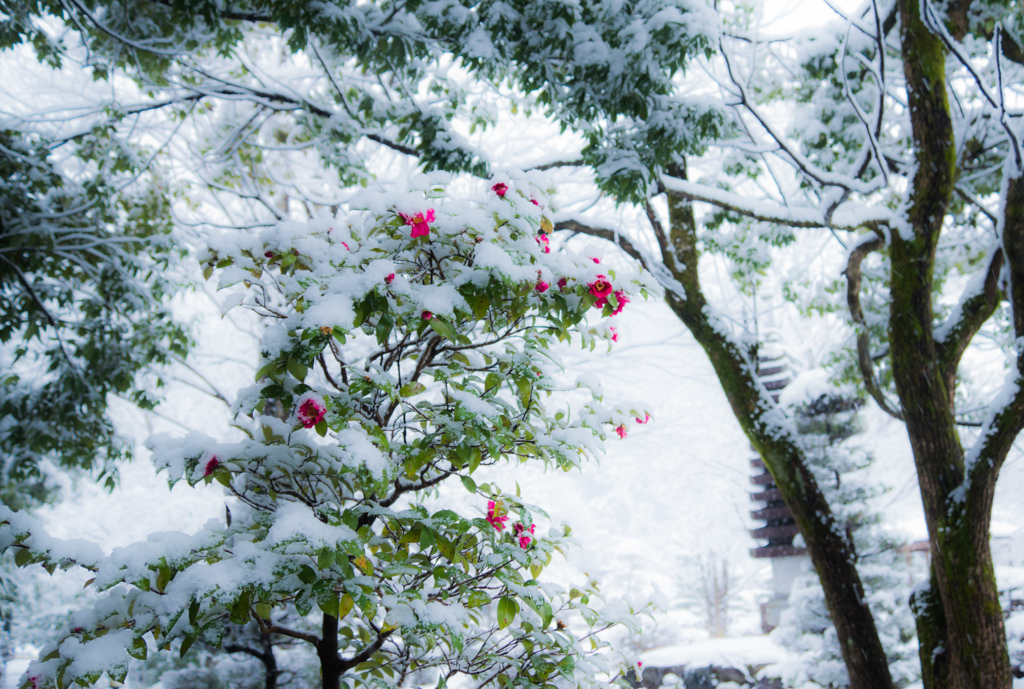 雪に咲く花