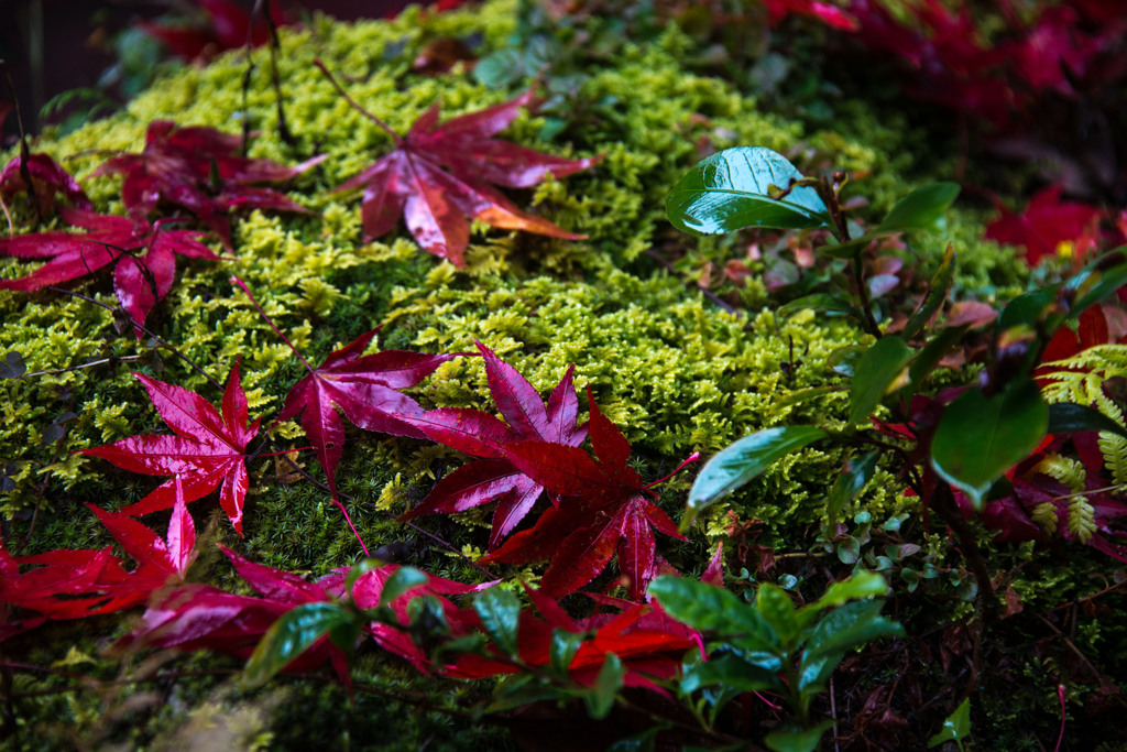 石の上にもモミジ