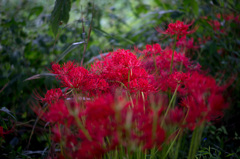 曼珠沙華　ラスト