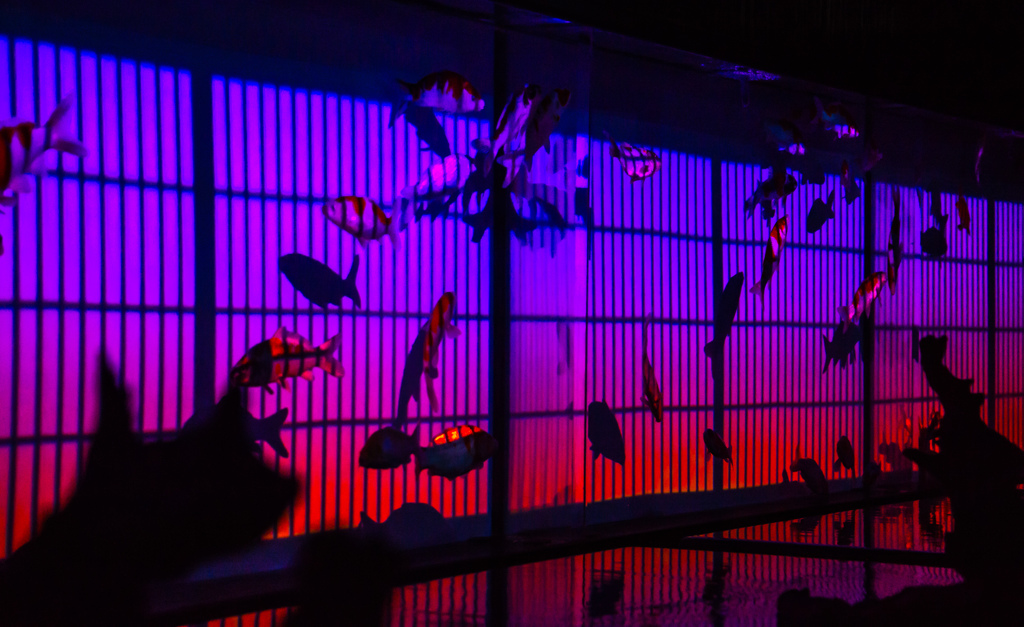 アートアクアリューム　２０１４大阪