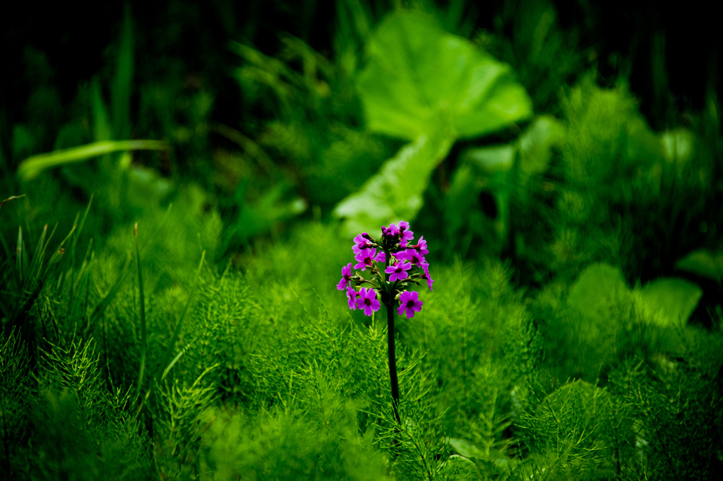 紅一点　（九輪草）