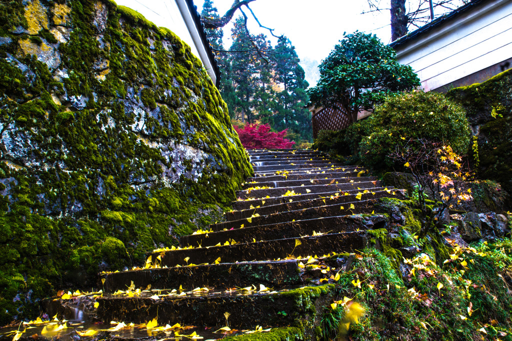 銀杏の階段