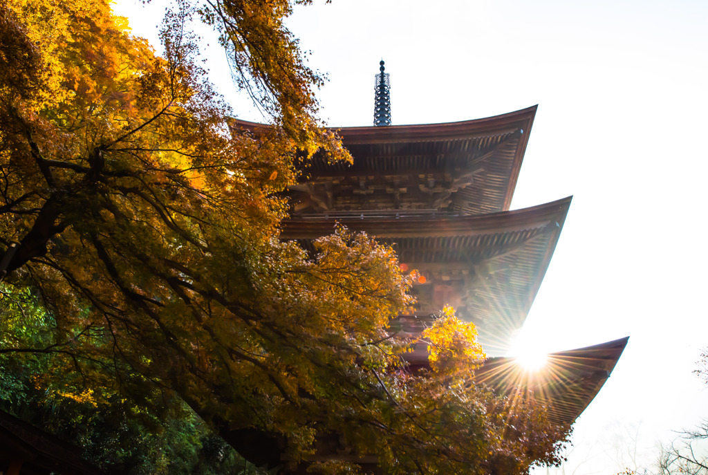 霧中からの、一瞬の閃光 