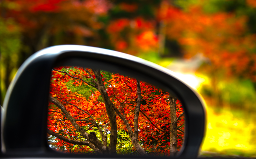 右手に見えるのは紅葉したモミジでございます。