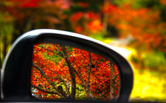右手に見えるのは紅葉したモミジでございます。