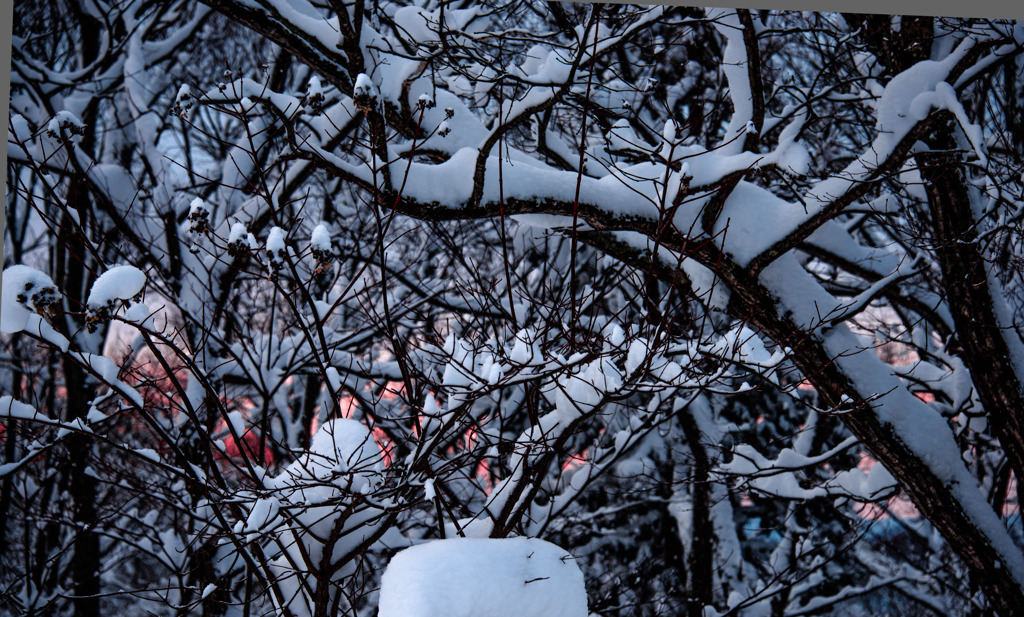 森林の向日の曙