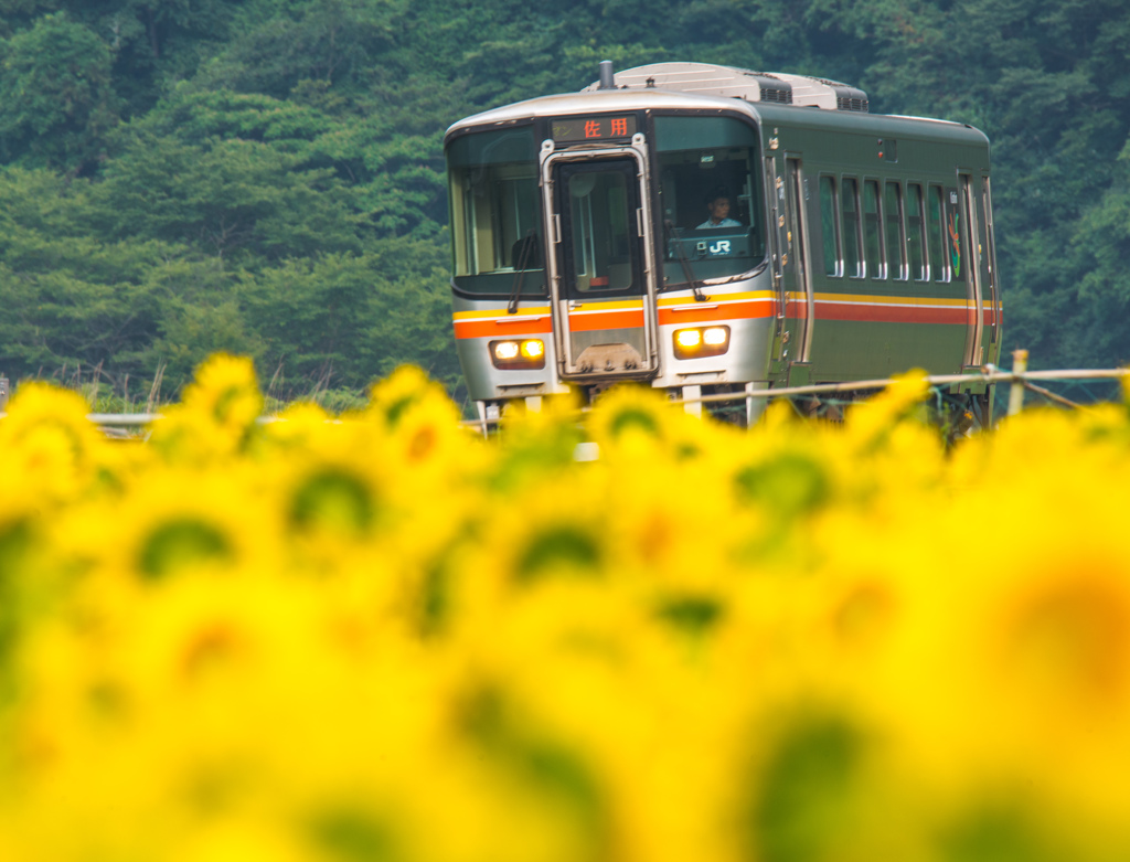 ヒマワリ電車