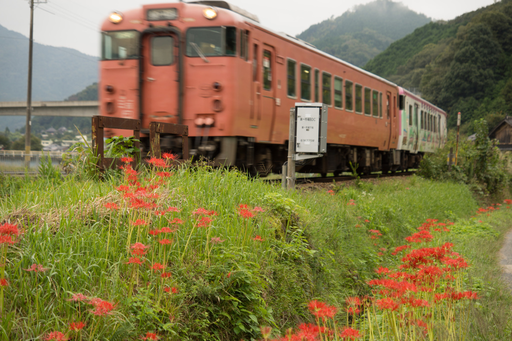 曼珠沙華と、播但線