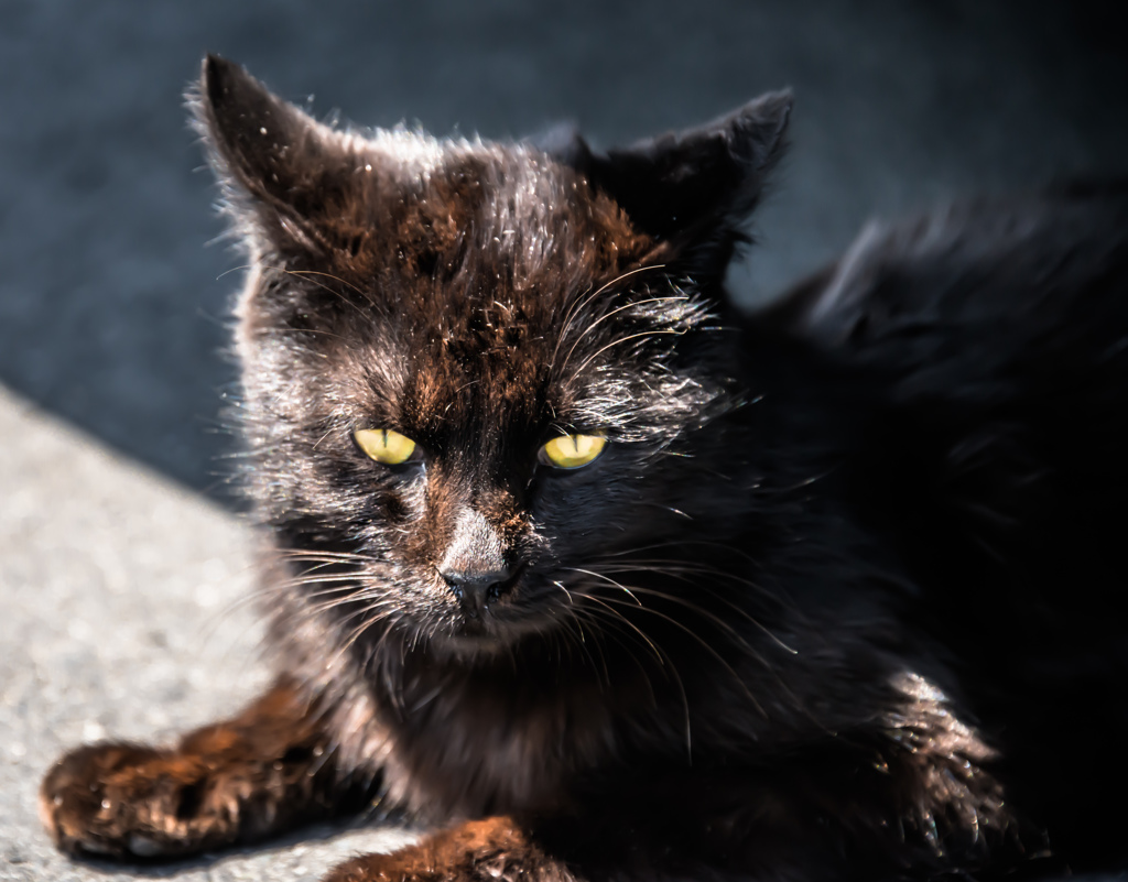 誇りまみれの　家の猫ちゃん