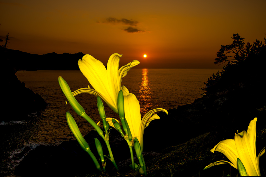 ゆうすげの咲く岬　（最終章）