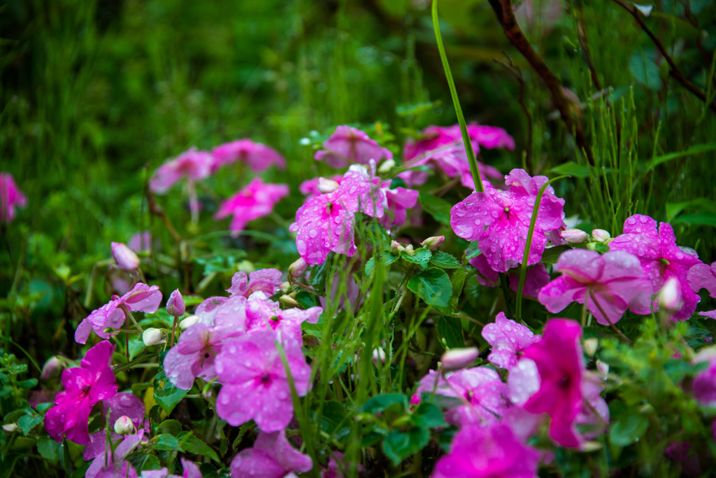 植物園の、梅雨間の一瞬の陽射し